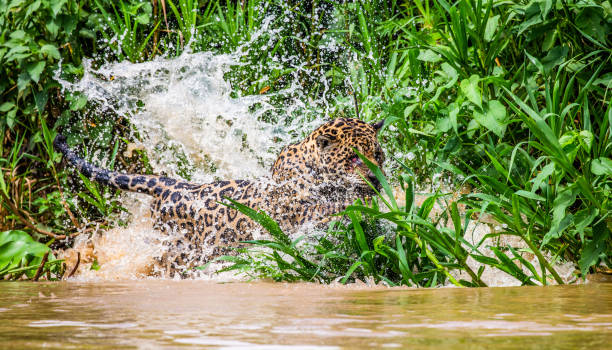 istock Jaguar attacks its prey. Jump into the water from the shore. 1216407956