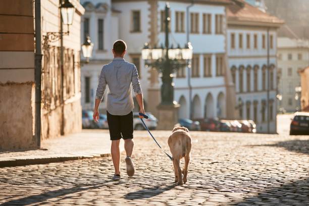 morgenspaziergang mit hund - beautiful horizontal prague czech republic stock-fotos und bilder