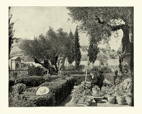 Antique photograph of Garden of Gethsemane, Palestine 19th Century
