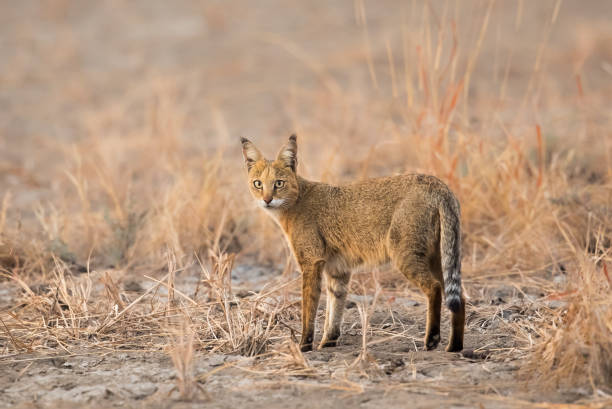 istock Jungle cat in desert vegetation 1216409106