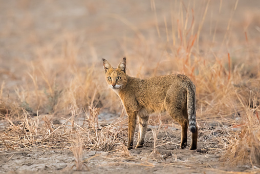 A Jungle Cat (Felis chaus) standing in the desert, Gujarat, India