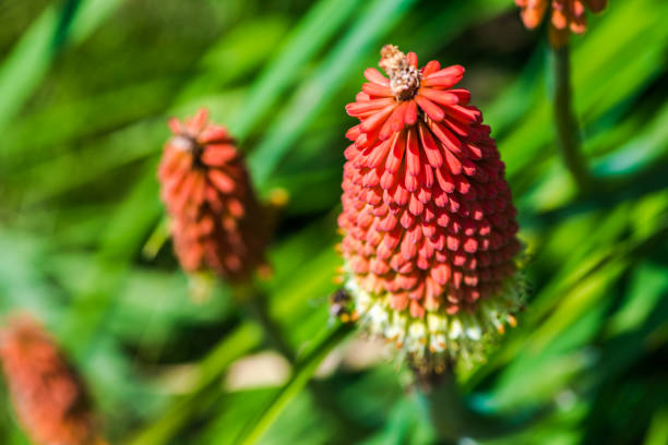Blosoming kniphofia uvaria (torch lily / red hot poker) plants in a garden