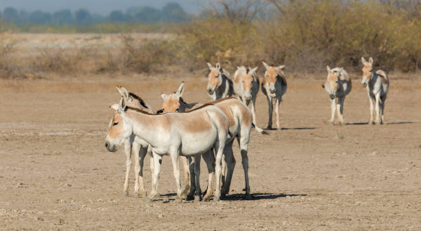 istock A group of Onager also known as Indian Wild Ass 1216409231