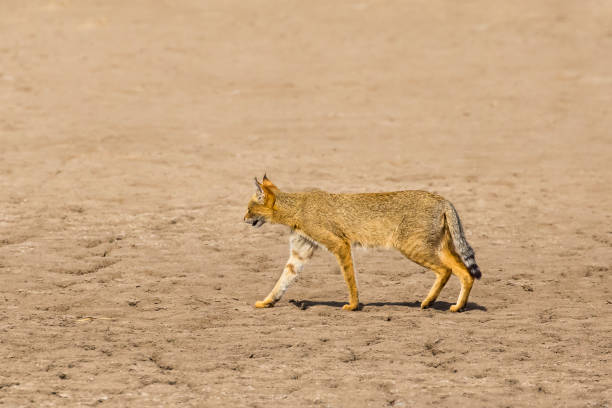 istock Jungle Cat walking across desert 1216409404