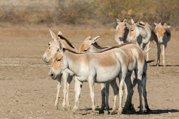 istock Group of Indian Onager also called Indian Wild Ass 1216409831