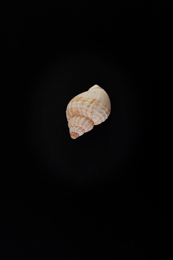 Single seashell on a black background photographed from above with copy space