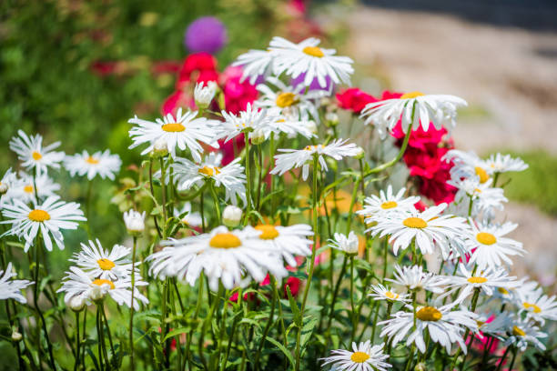Shasta daisy  (Leucanthemum x superbum ) flowers in a summer garden in a sunny day Shasta daisy  (Leucanthemum x superbum ) flowers in a summer garden in a sunny day mt shasta photos stock pictures, royalty-free photos & images