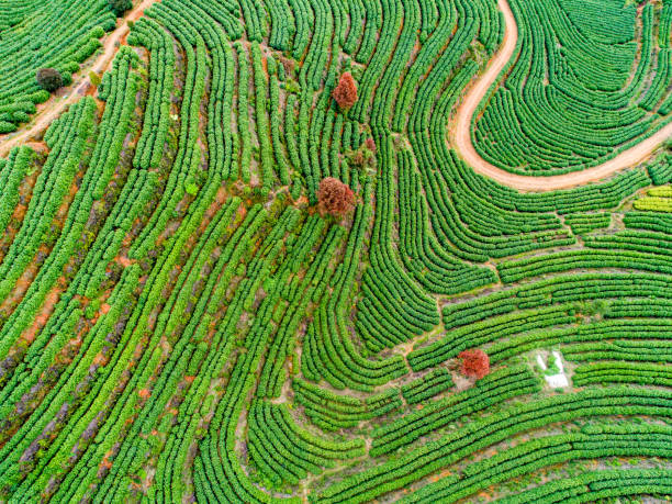 istock Aerial view of Tea fields in China 1216411409