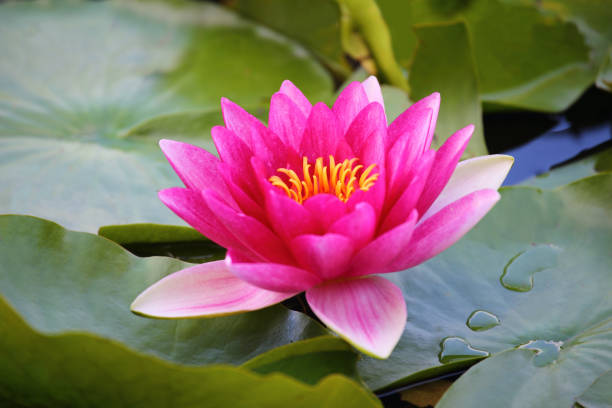 istock Blooming water lilies on the lake 1216411717