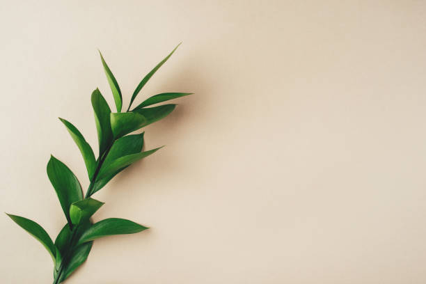 istock Fresh green branch on a beige background. 1216411815