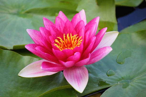 istock Blooming water lilies on the lake 1216412494