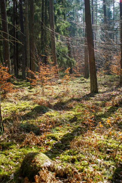 istock Beautiful golden sunlight in a forest ona sunny spring day 1216414110