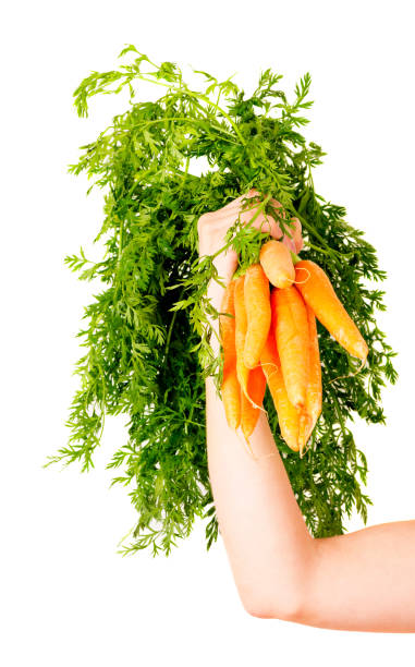 istock Carrot with leaves isolated on white background in human hand 1216414139