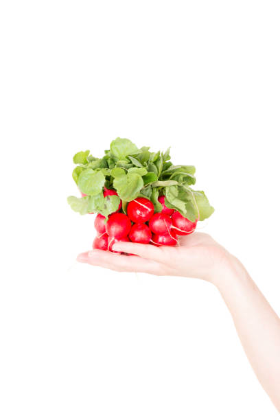 Red radish isolated on white in human hand