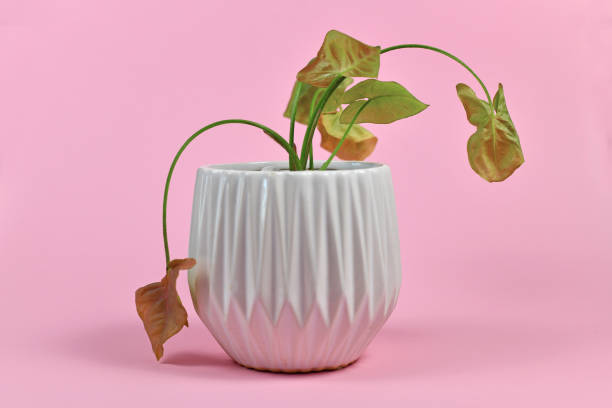 Neglected dying house plant in white flower pot on pink background Neglected dying tropical 'Syngonum Neon Robusta'  house plant in white flower pot on pink background wilted plant stock pictures, royalty-free photos & images