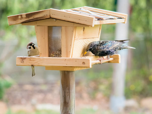 istock starling and sparrow on a birdhouse feeder 1216418628