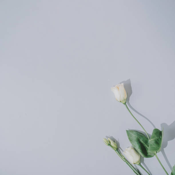 istock Creative flat lay composition with spring flowers and gray background. Natural sun light lighting and sharp shadows. Realistic aesthetic look. Contemporary style. 1216419650