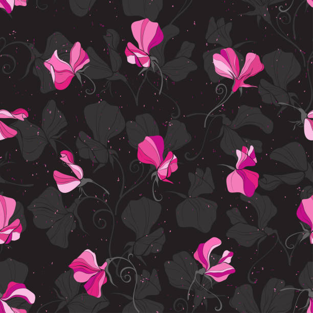 ilustraciones, imágenes clip art, dibujos animados e iconos de stock de flores dulces de guisante. patrón vectorial sin costuras en negro. fondo floral. - flower sweetpea pattern seamless