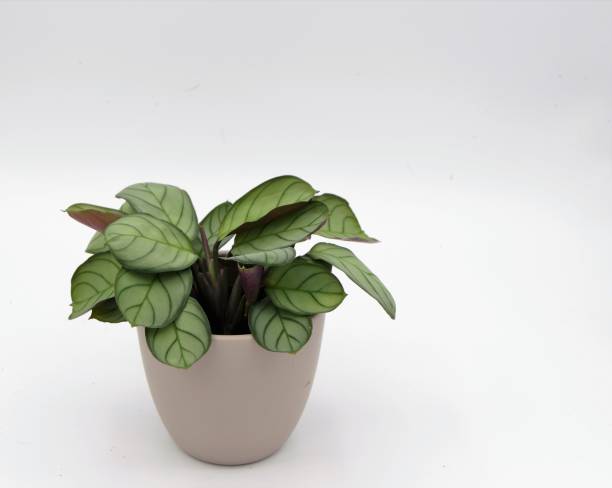 istock Burle-marxii Ctenanthe 1216420073