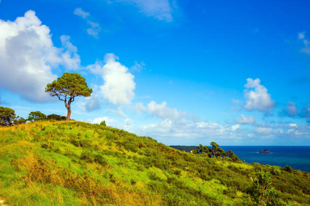 istock Hills with yellowed grass and a lone tree 1216420497
