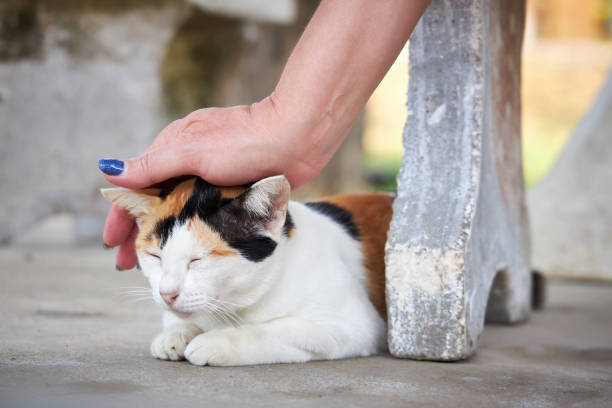 istock Female hand stroking a three-color cat sitting on the pavement 1216421444