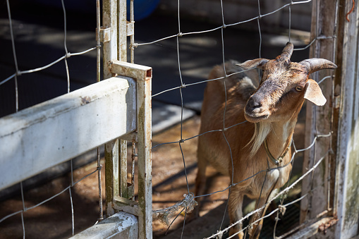 Brown goat peeps out of a wire cage with the hope of escaping