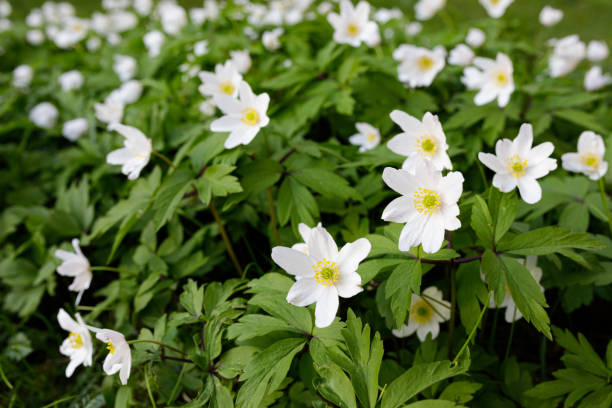 istock Anemone nemorosa flower blooming outdoors at spring day 1216421480