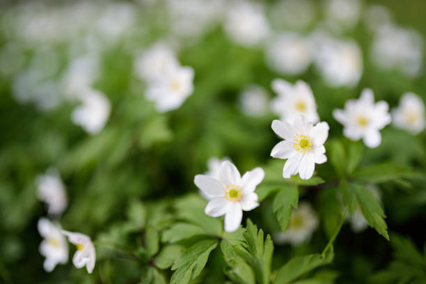 anemone nemorosa kwiat kwitnący na zewnątrz w dzień wiosny - anemone flower wood anemone windflower flower zdjęcia i obrazy z banku zdjęć