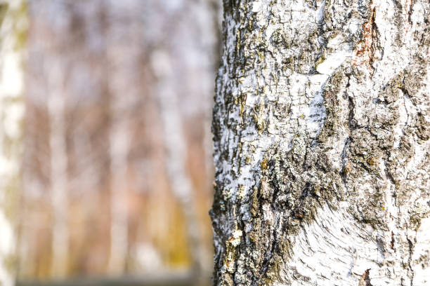Young birches with black and white birch bark in spring in birch grove against the background of other birches, Trunk of an old birch close-up