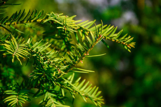 istock Branches of pine tree needles with soft green, selective focus, copy space for text 1216422292
