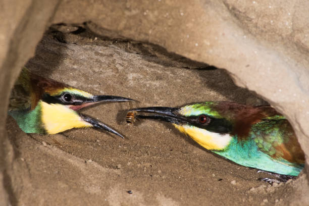 istock Bee-eaters in the underground nest (Merops apiaster) 1216423513