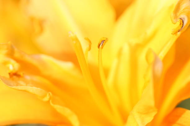 istock Interiors of lily flowers 1216423538