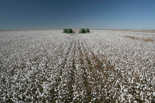 Mato Grosso do Sul, Brazil - jul 15, 2008 - harvest of cotton with machine in countryside of Brazil
