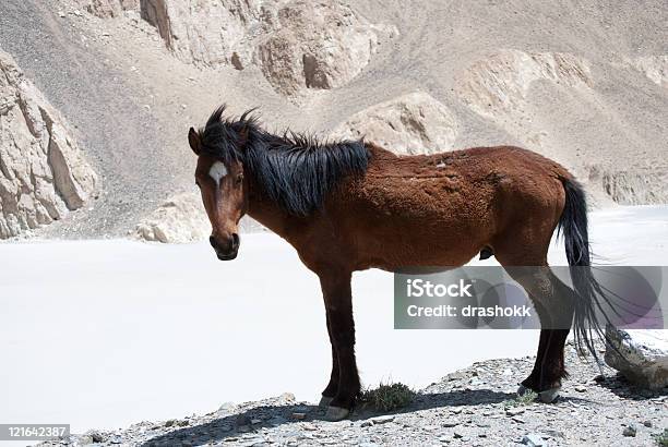 Wild Horse - Fotografie stock e altre immagini di Ambientazione esterna - Ambientazione esterna, Animale, Cavallo - Equino