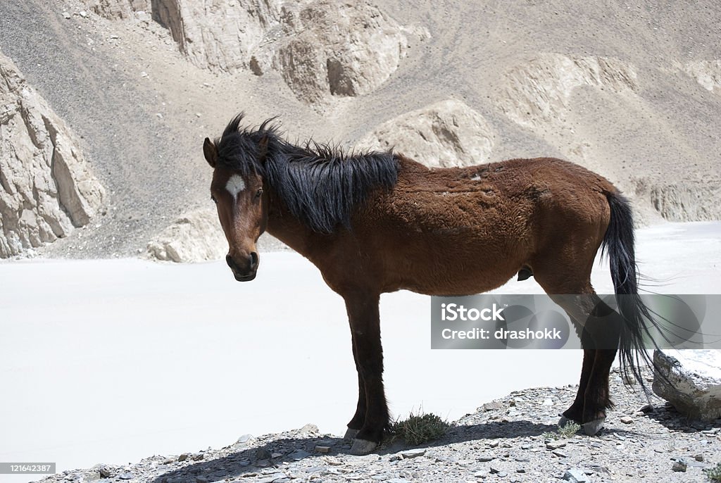 wild horse - Foto de stock de Animal royalty-free