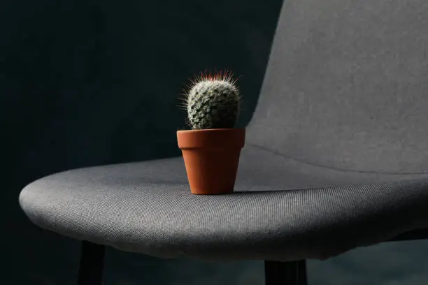 Chair with cactus in dark room. Hemorrhoids