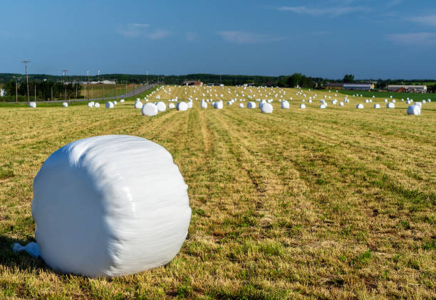 ラップベール - silage field hay cultivated land ストックフォトと画像