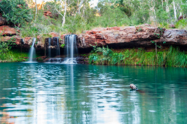istock Fern Pool 5 - Karijini National Park 1216426381