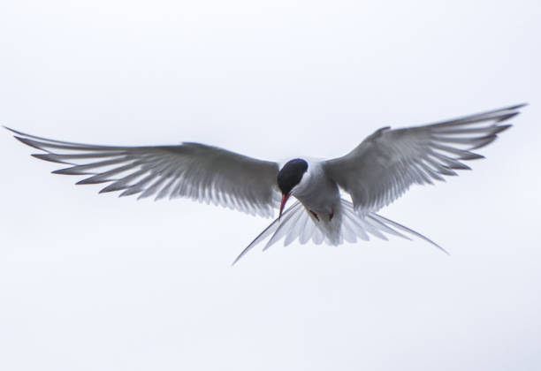 istock Kria bird (Arctic Tern) in Reykjavik, Iceland 1216427871