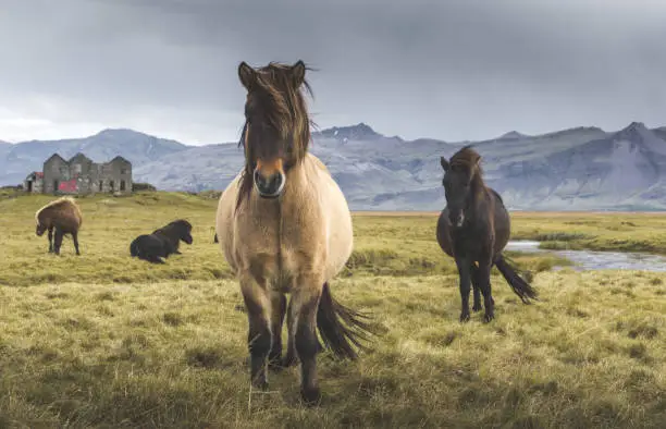 Photo of Icelandic horses in the wild, south east of Iceland