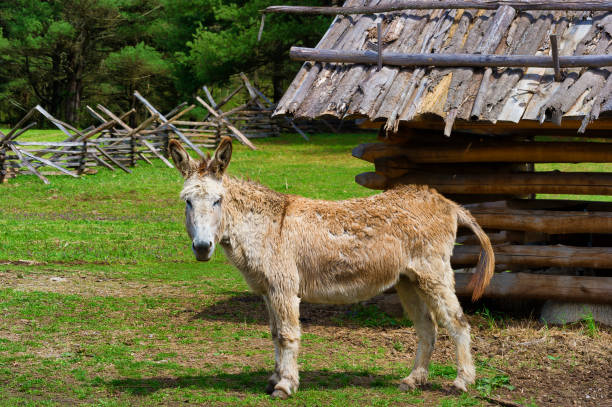 A donkey stands in a fenced in historical barnyard at David Crockett Birthplace State Park in Limestone,Tennessee.