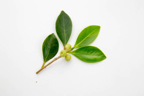 ficus microcarpa früchte und baum, auch bekannt als chinesische sanyan, malaiische banyan, indische lorbeer, vorhang feige, oder gajumaru, ist ein baum aus der familie der feigen (moraceae). - indian laurel fig stock-fotos und bilder
