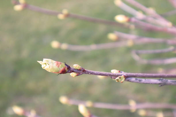 istock The first spring gentle leaves, buds and branches. Spring concept. Selective soft focus. 1216429782
