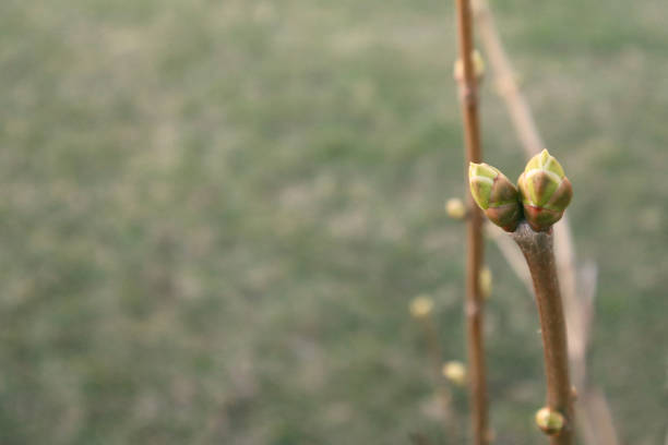 istock The first spring gentle leaves, buds and branches. Spring concept. Selective soft focus. Text copy space. 1216429842