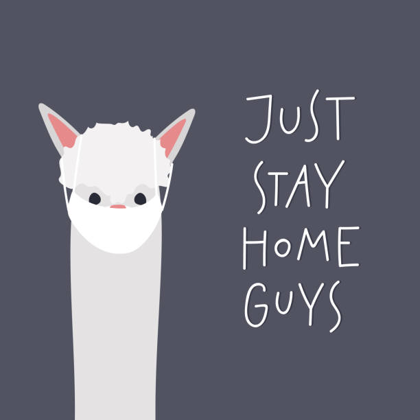 Stay home alpaca llama quarantine illustration Just stay home guys Alpaca or llama wearing medical face mask keep social distance safe while Coronavirus epidemic pandemic quarantine isolation instruction. Simple flat character vector illustration. keeping cool stock illustrations