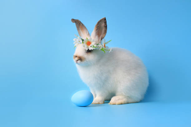 istock Happy white bunny rabbit wearing daisy flower crown with painted Easter egg on blue background. Celebrate Easter holiday and spring coming concept. 1216431259