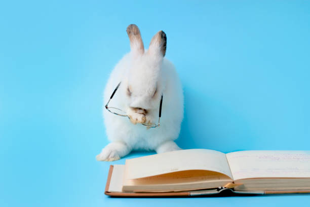 istock White rabbit wearing glasses standing on hind legs with a book on a blue background, cute bunny studying and reading a book, pet education and animal training concept 1216431286