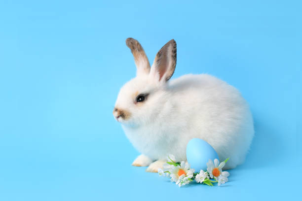 istock Happy white bunny rabbit with painted Easter egg and daisy flower on blue background. celebrate Easter holiday and spring coming concept. 1216431288