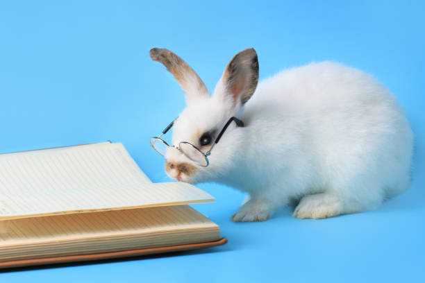 istock White rabbit wearing glasses with a book on a blue background, cute bunny studying and reading a book, pet education and animal training concept 1216431289