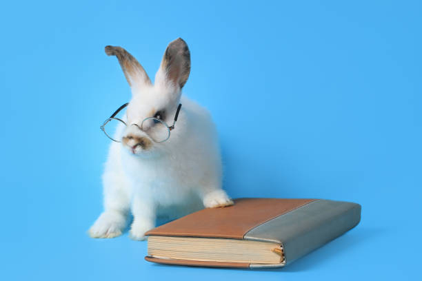 istock White rabbit wearing glasses with a book on a blue background, cute bunny studying and reading a book, pet education and animal training concept 1216431290